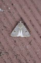 Caradrina kadenii