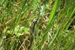 Libelloides baeticus