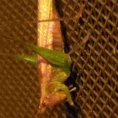 Conocephalus attenuatus