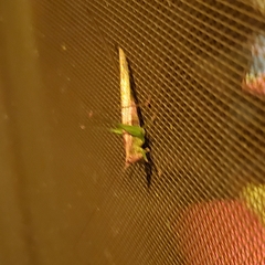 Conocephalus attenuatus