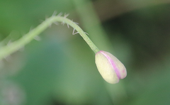 Papaver somniferum