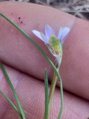 Romulea minutiflora