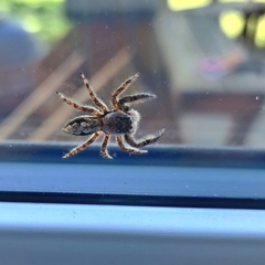 Platycryptus undatus