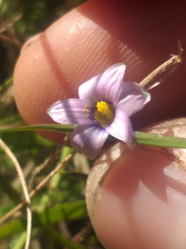 Romulea minutiflora