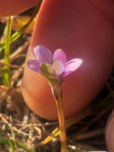 Romulea minutiflora