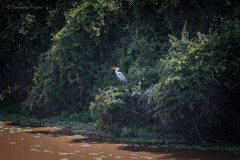 Ardea cocoi