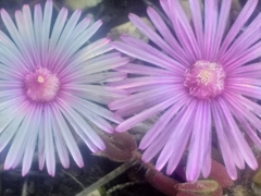 Drosanthemum striatum