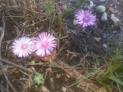 Drosanthemum striatum