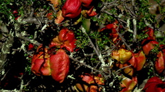 Erythrophysa alata