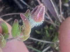 Drosanthemum striatum