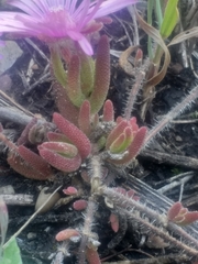 Drosanthemum striatum