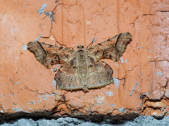 Krananda extranotata