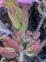 Drosanthemum striatum