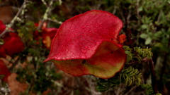 Erythrophysa alata