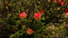 Erythrophysa alata
