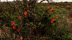 Erythrophysa alata