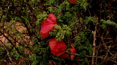 Erythrophysa alata