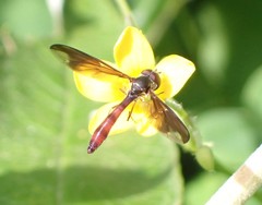 Ocyptamus fuscipennis