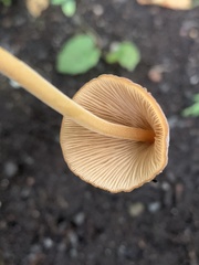 Conocybe macrospora