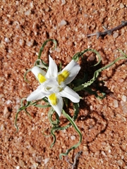 Moraea falcifolia