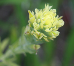 Castilleja wightii