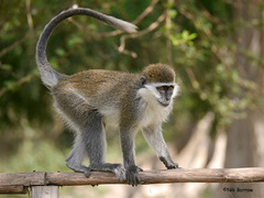 Chlorocebus aethiops