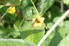 Ocyptamus fuscipennis