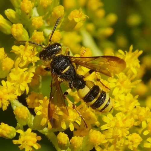Representative image of Cerceris quadricincta