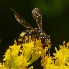 Cerceris quadricincta