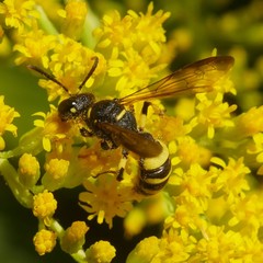Cerceris quadricincta