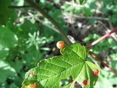 Pediaspis aceris