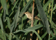 Acrocephalus palustris