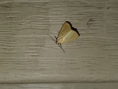 Marimatha nigrofimbria