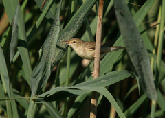 Acrocephalus palustris