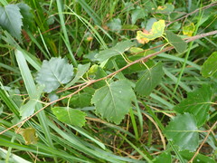 Betula × aurata