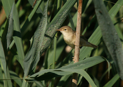 Acrocephalus palustris