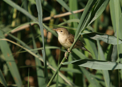 Acrocephalus palustris