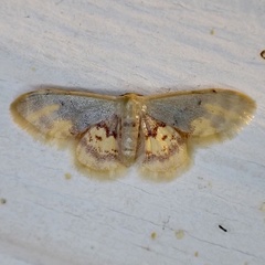 Idaea scintillularia