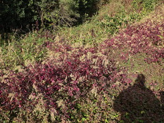 Iresine diffusa herbstii