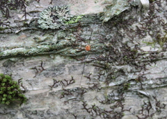 Leiobunum politum