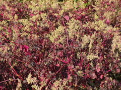 Iresine diffusa herbstii