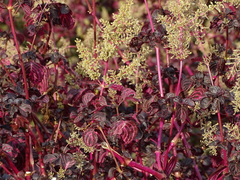 Iresine diffusa herbstii