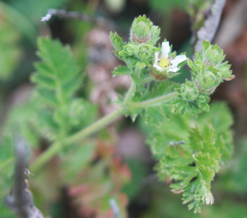 Potentilla californica, photograph 4