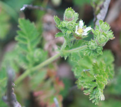 Potentilla californica, photograph Scott Loarie, CC0, iNaturalist via GBIF