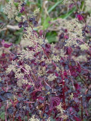 Iresine diffusa herbstii