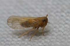 Metadelphax propinqua