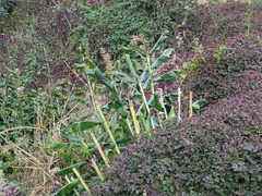 Hedychium gardnerianum