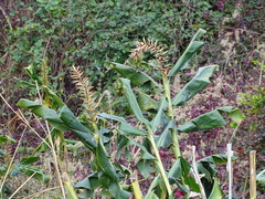 Hedychium gardnerianum