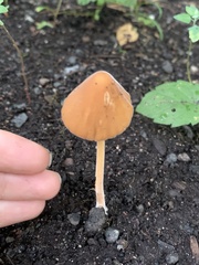 Conocybe macrospora