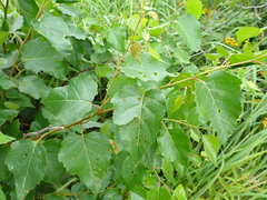 Betula × aurata